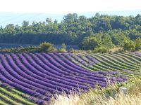 Lavendelfeld bei La Rostane